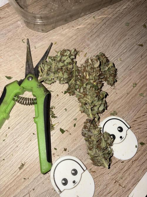 Aeroponic Auto Straw/Banana and GP XL. Week 11