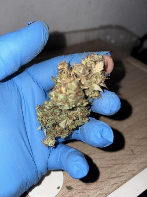 Aeroponic Auto Straw/Banana and GP XL. Week 11