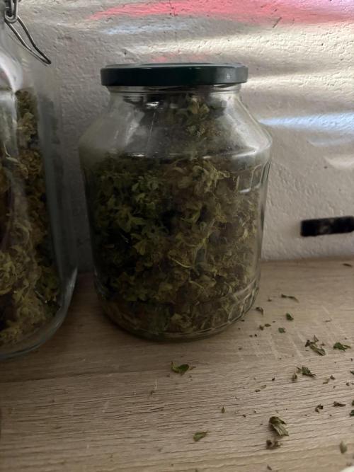 Aeroponic Auto Straw/Banana and GP XL. Week 11