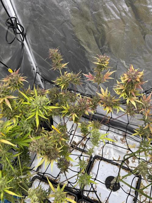 Aeroponic Auto Straw/Banana and GP XL. Week 11