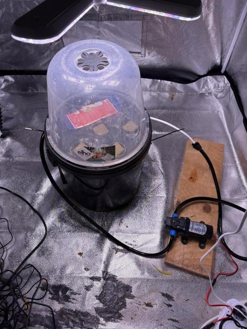 Gelato #33 Advanced seeds. Week 0