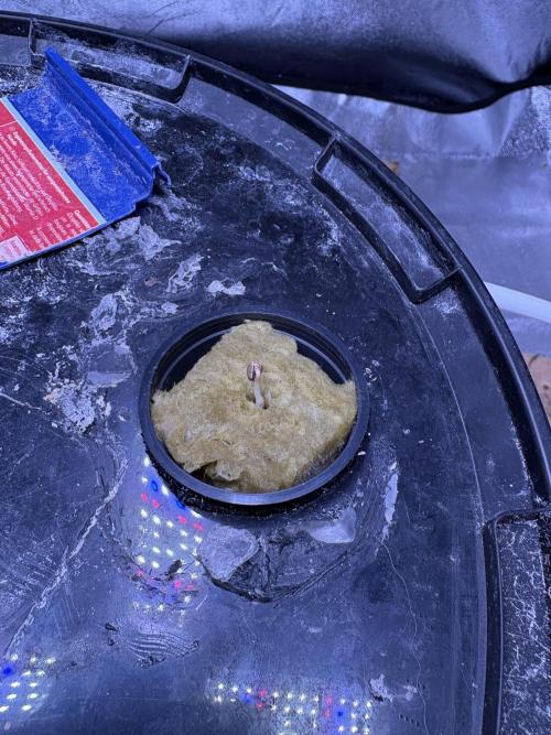 Gelato #33 Advanced seeds. Week 0