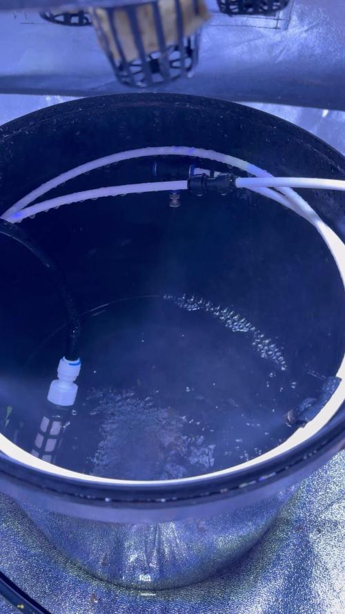 Gelato #33 Advanced seeds