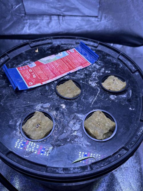 Gelato #33 Advanced seeds. Week 0