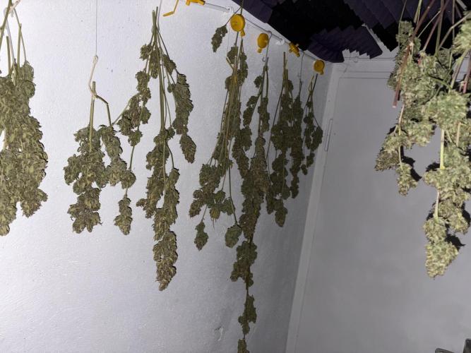 Aeroponic Auto Straw/Banana and GP XL. Week 11