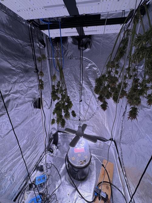 Aeroponic Auto Straw/Banana and GP XL. Week 11