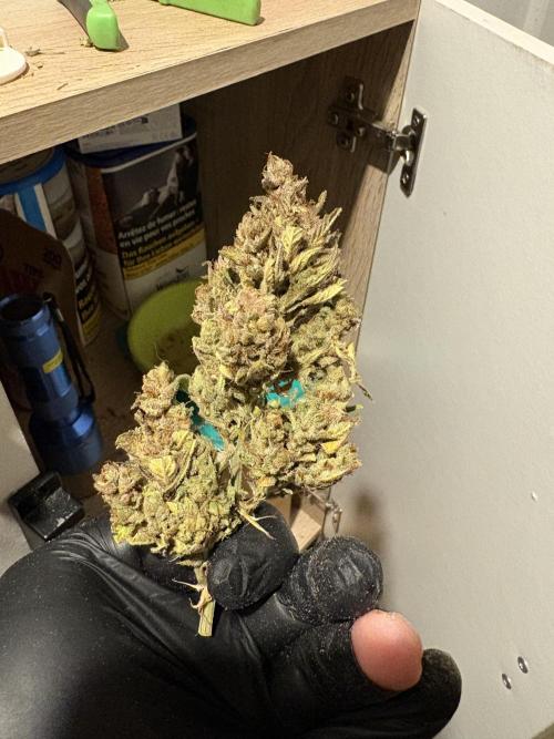 Aeroponic Auto Straw/Banana and GP XL. Week 11