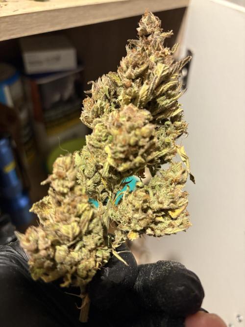 Aeroponic Auto Straw/Banana and GP XL. Week 11