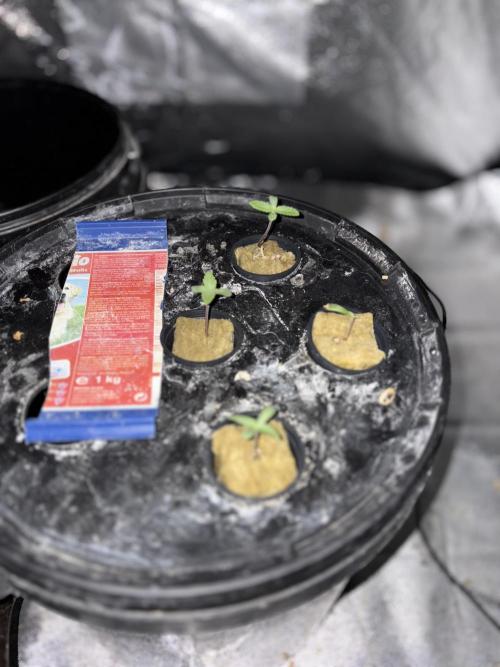 Gelato #33 Advanced seeds. Week 1