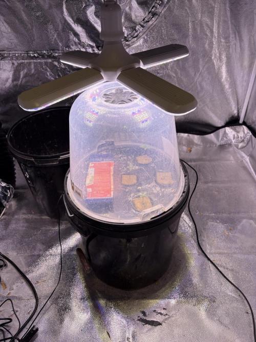 Gelato #33 Advanced seeds. Week 1