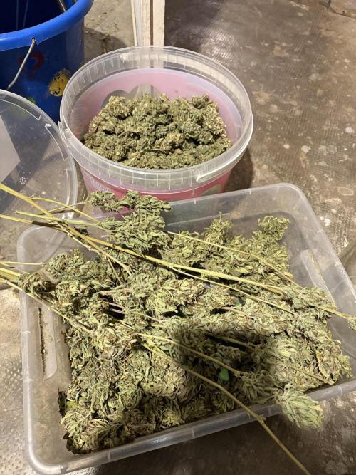 Aeroponic Auto Straw/Banana and GP XL. Week 11