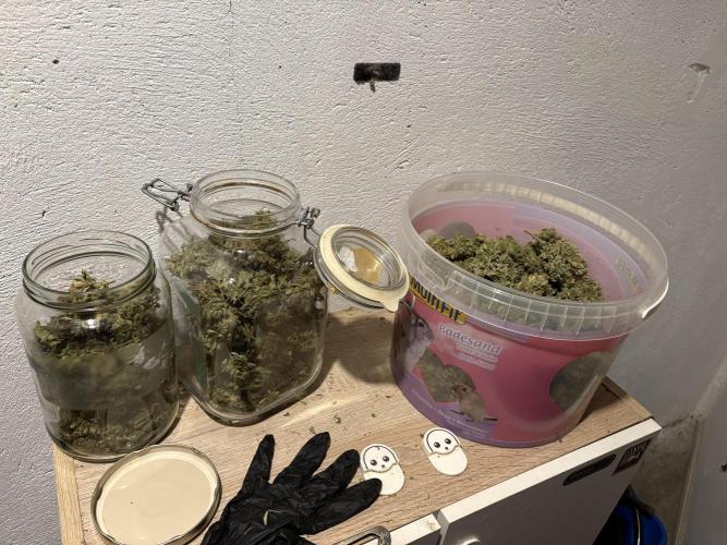 Aeroponic Auto Straw/Banana and GP XL. Week 11