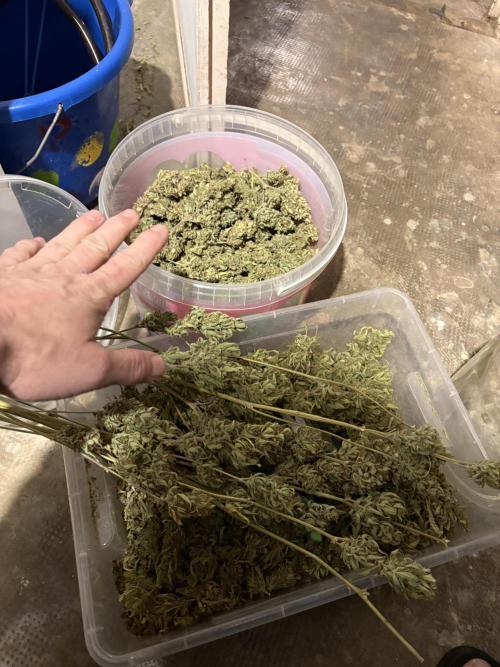 Aeroponic Auto Straw/Banana and GP XL. Week 11