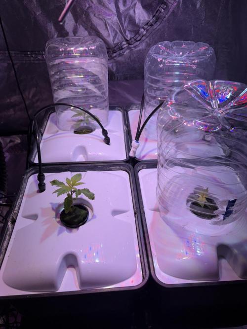 Gelato #33 Advanced seeds. Week 2