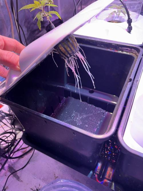 Gelato #33 Advanced seeds. Week 2