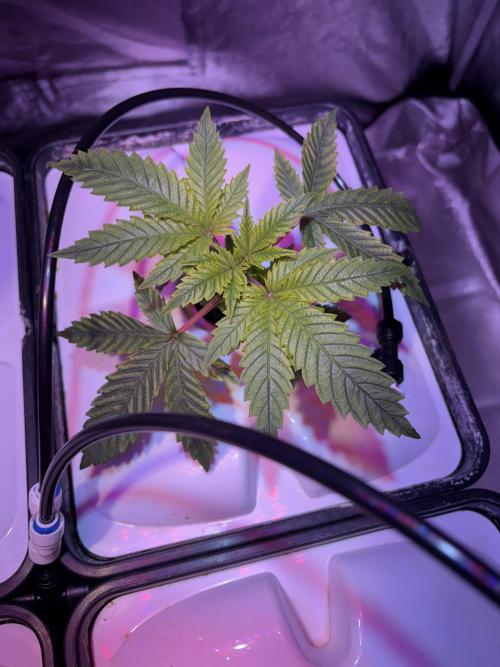 Gelato #33 Advanced seeds. Week 3