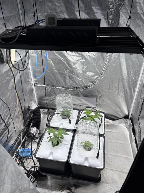 Gelato #33 Advanced seeds. Week 3