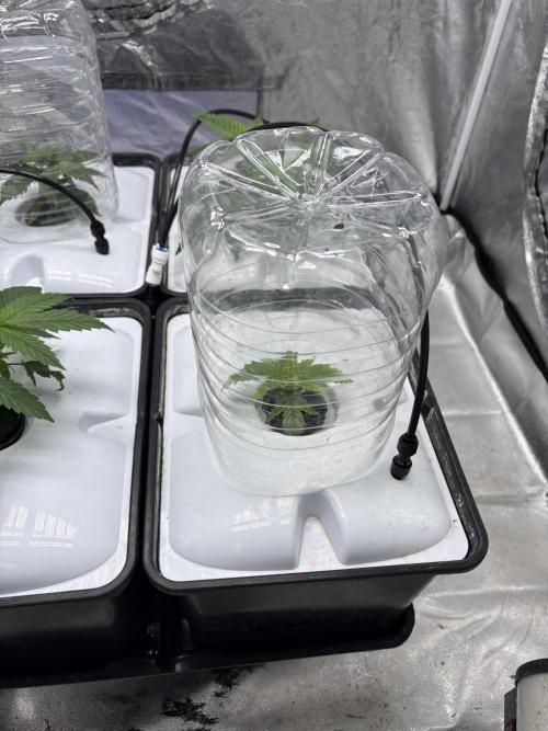 Gelato #33 Advanced seeds. Week 3