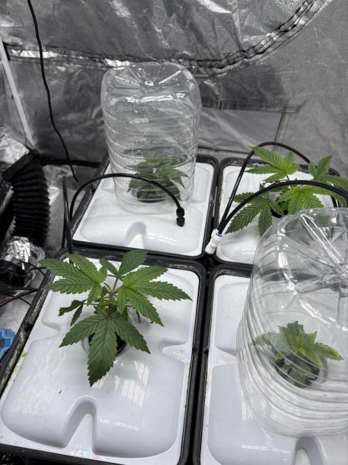 Gelato #33 Advanced seeds. Week 3