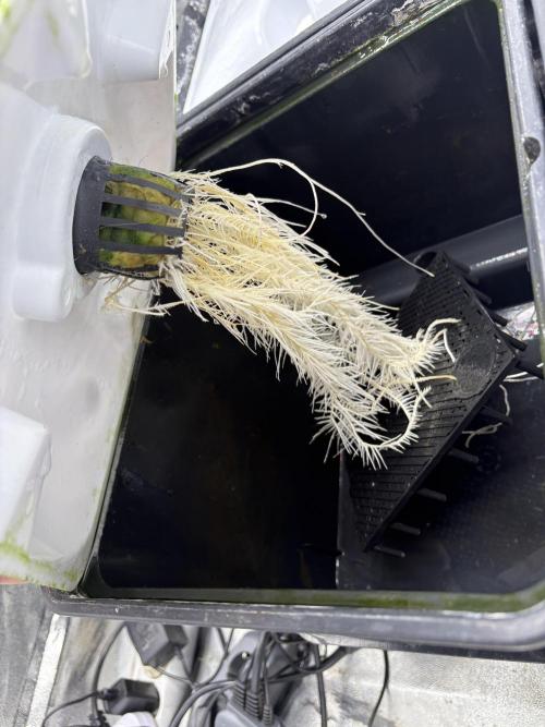 Gelato #33 Advanced seeds. Week 3