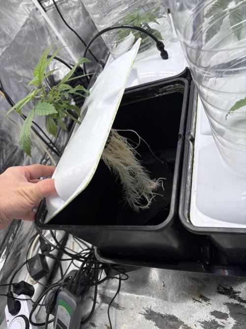 Gelato #33 Advanced seeds. Week 3