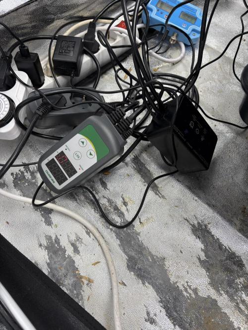 Gelato #33 Advanced seeds. Week 3