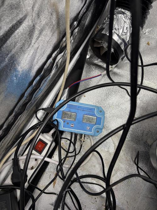 Gelato #33 Advanced seeds. Week 3