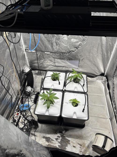 Gelato #33 Advanced seeds. Week 3