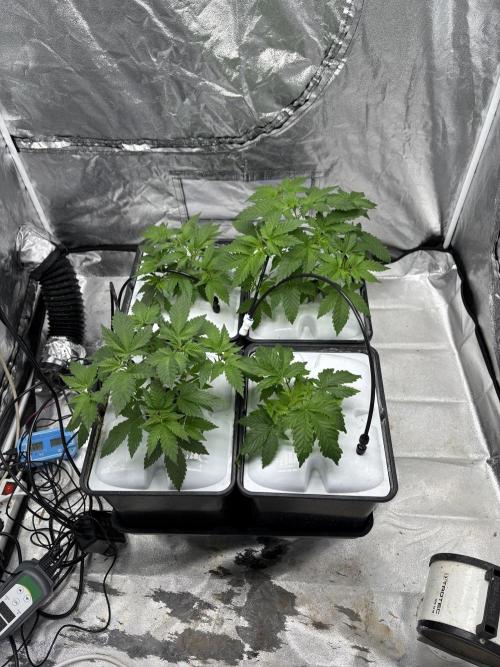 Gelato #33 Advanced seeds. Week 4