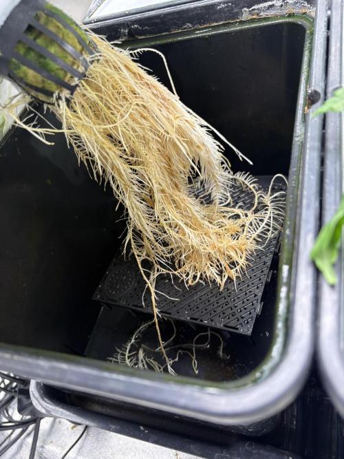 Gelato #33 Advanced seeds. Week 4