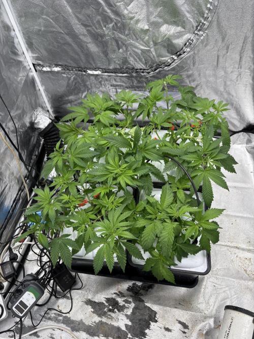 Gelato #33 Advanced seeds. Week 5