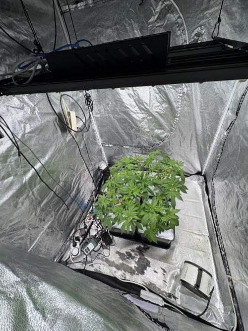 Gelato #33 Advanced seeds. Week 5