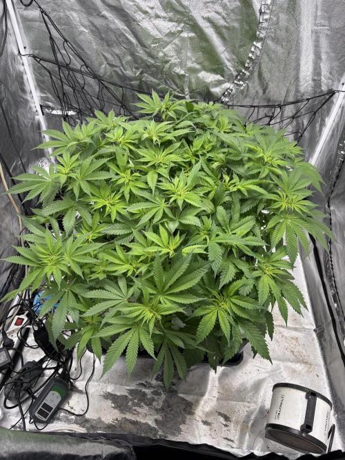 Gelato #33 Advanced seeds. Week 6