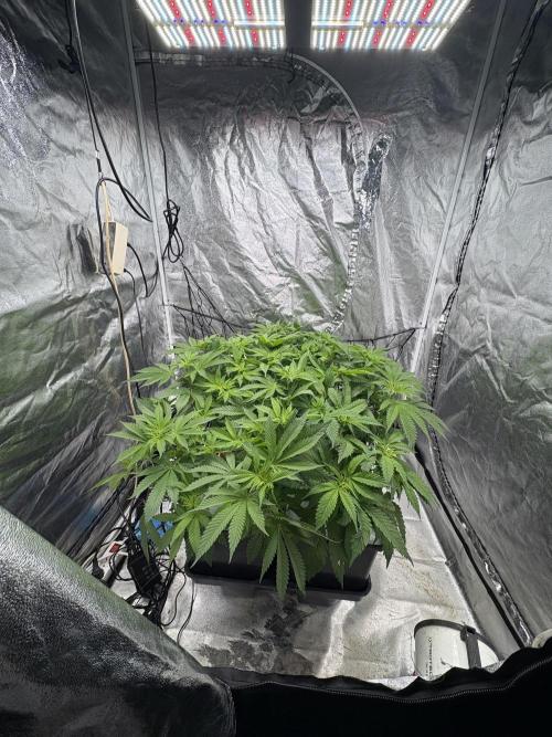 Gelato #33 Advanced seeds. Week 6