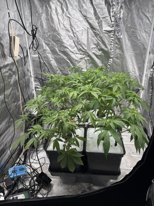 Gelato #33 Advanced seeds. Week 7