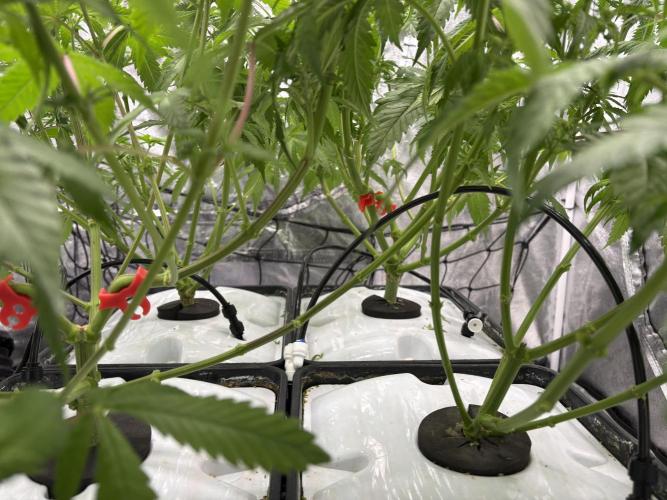 Gelato #33 Advanced seeds. Week 7