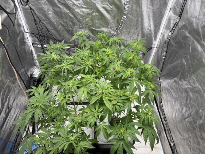 Gelato #33 Advanced seeds. Week 7