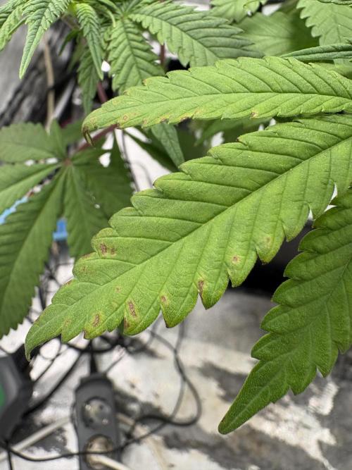 Gelato #33 Advanced seeds. Week 7