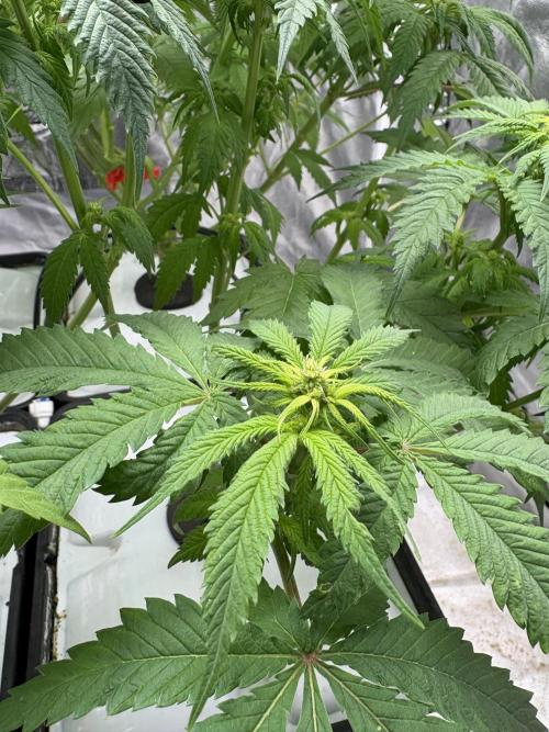 Gelato #33 Advanced seeds. Week 7 - I have a boy