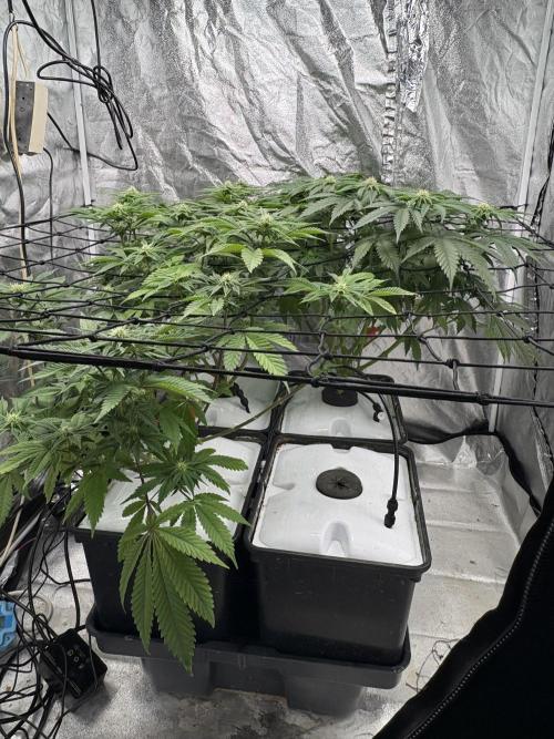 Gelato #33 Advanced seeds. Week 8