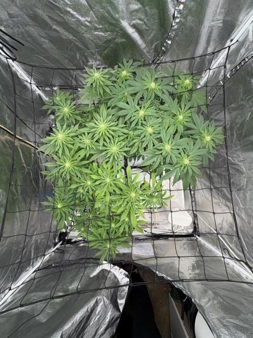 Gelato #33 Advanced seeds. Week 8