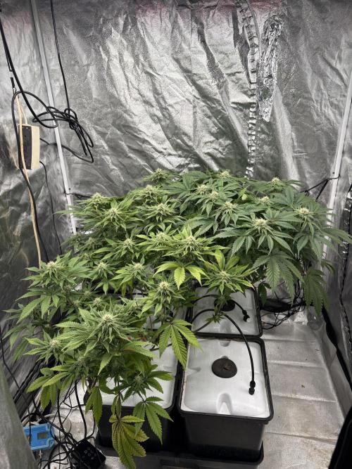 Gelato #33 Advanced seeds. Week 9