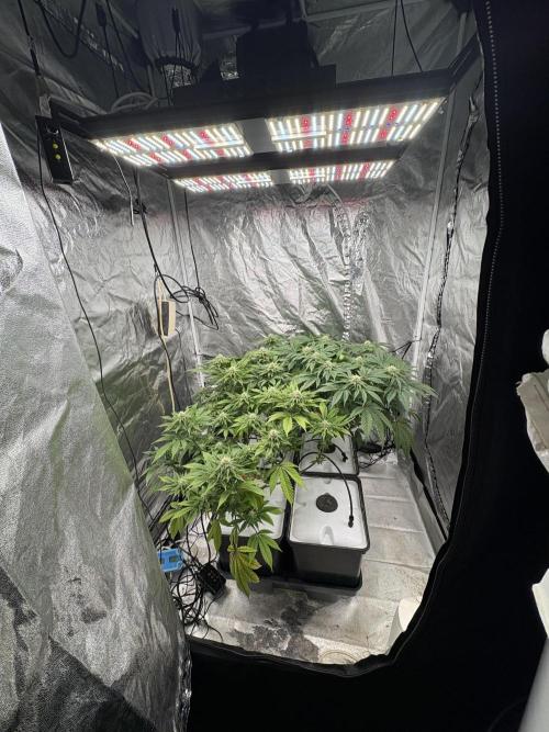 Gelato #33 Advanced seeds. Week 9