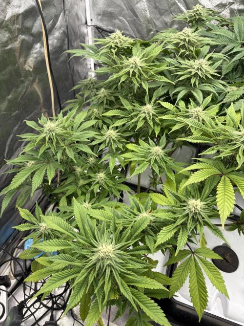 Gelato #33 Advanced seeds. Week 9