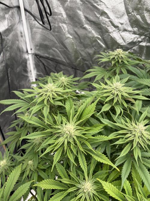 Gelato #33 Advanced seeds. Week 9