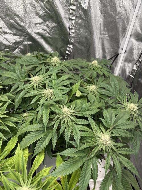 Gelato #33 Advanced seeds. Week 9