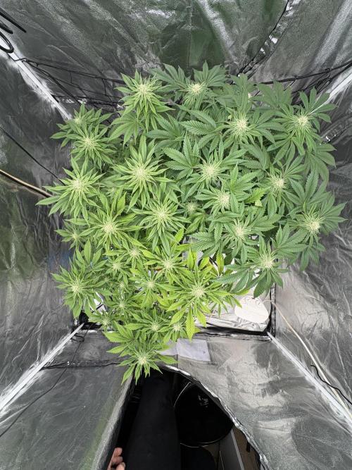 Gelato #33 Advanced seeds. Week 9