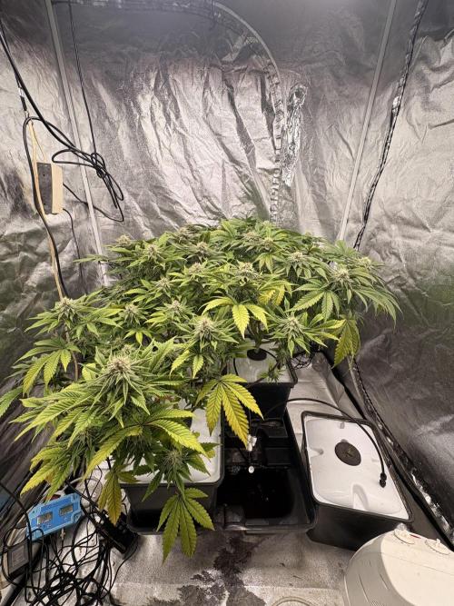 Gelato #33 Advanced seeds. Week 10