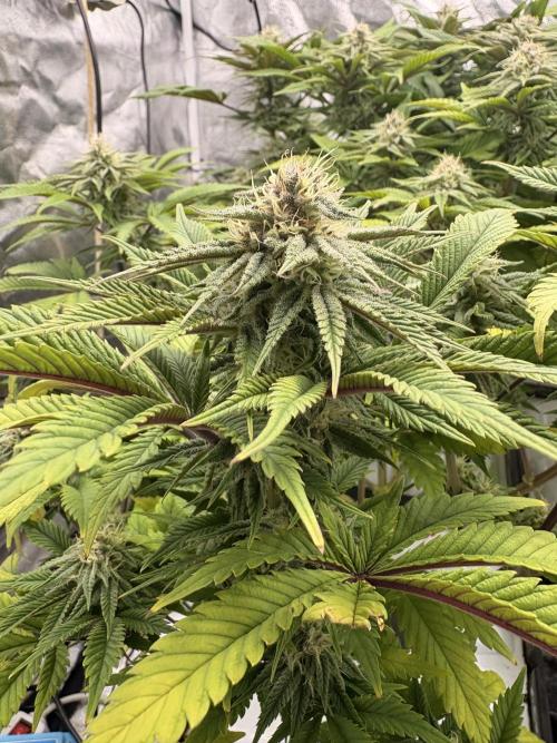 Gelato #33 Advanced seeds. Week 10