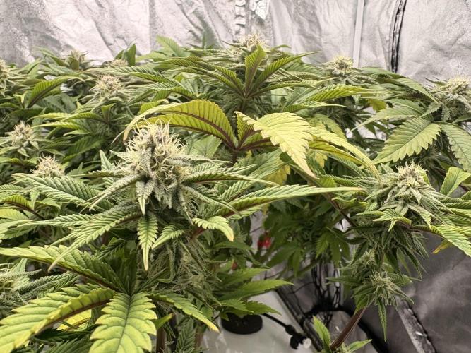 Gelato #33 Advanced seeds. Week 10